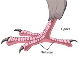 Птицы без цевки. Цевка у птиц. Строение птицы цевка. Цевка строение. Цевка образована.