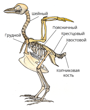 Кончик крестца у птицы. Опорно двигательная система птиц. Скелет птицы схема. Скелет птицы биология 7 класс. Опорно двигательная система птиц таблица.