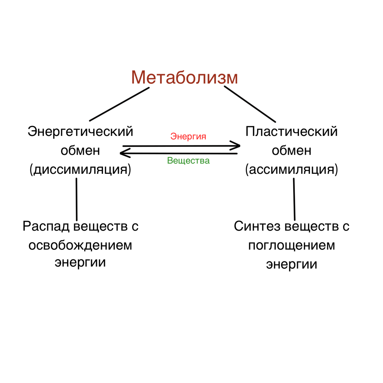 Катаболизм и энергетические процессы. Метаболизм схема анаболизм и катаболизм. Процессы катаболизма и анаболизма. Метаболизм катаболизм анаболизм биохимия. Метаболизм анаболизм схема.